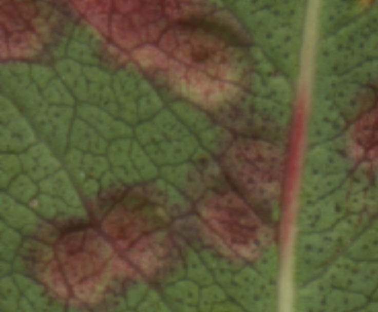 Ophelimus eucalypti